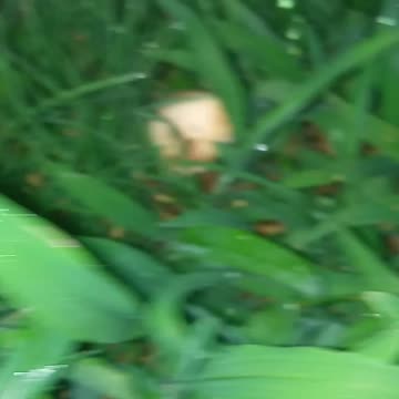 WHO will save these mushrooms?