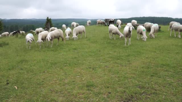 The sheep are grazing