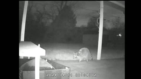 orbs and a raccoon 4-14-24