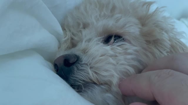 A bewitching dog under the blanket