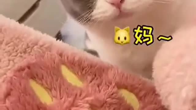 Baby Cats - Cute and Funny Cat Videos Compilation_2