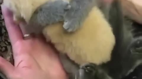 Cute small animals vidéo