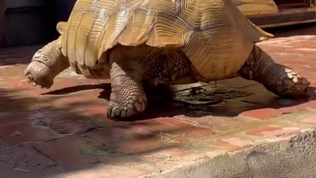 How we get Tiptoe to soak in his tub ✨💕🐢