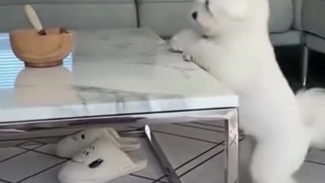 Best Funny Video Dog/Cat