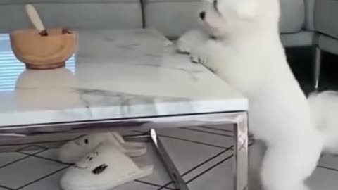 Best Funny Video Dog/Cat