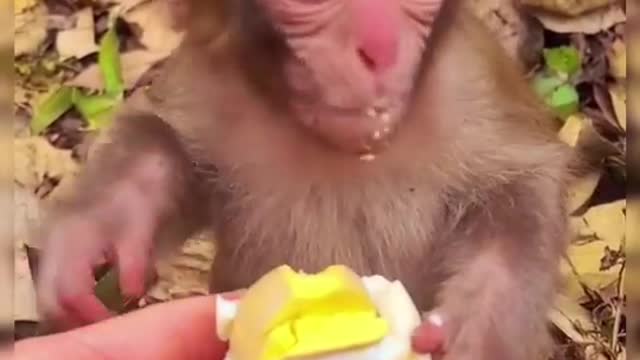 Monkey baby eating the edge