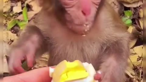 Monkey baby eating the edge