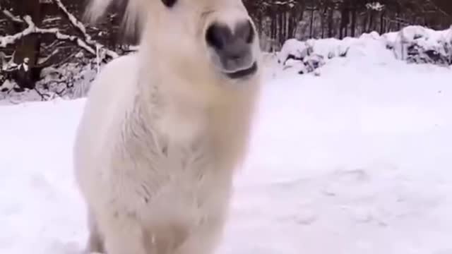 Pony sees snow for the first time