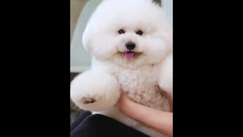 So adorable teddy 😍🥰🐶