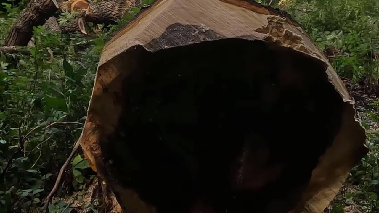 Thats how it leaves the stump