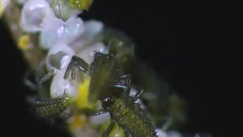 Ladybug Eggs Hatching