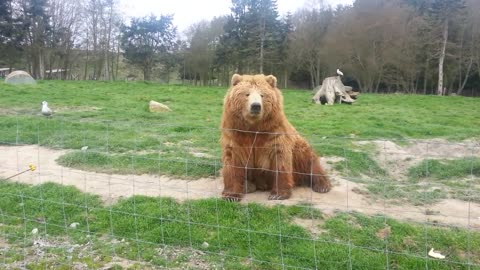 Bear waving