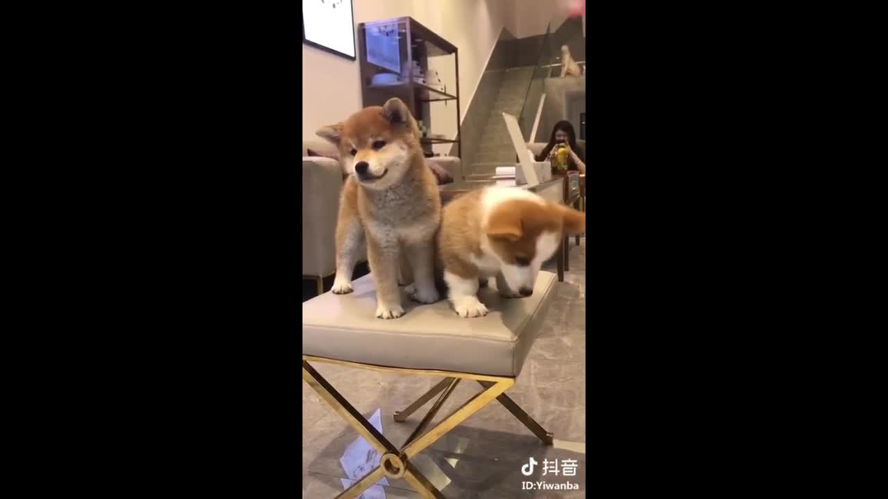 Cute dog vids that will make your day