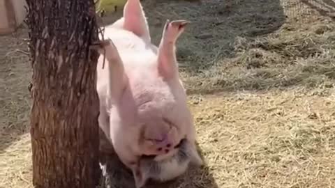 Ate too much