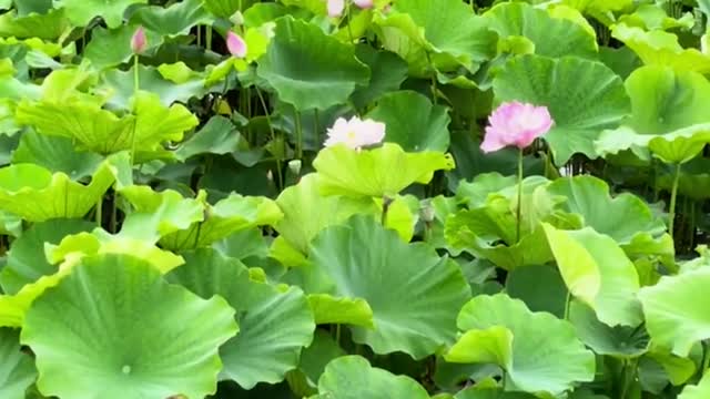 Beautiful Scenery Lotus