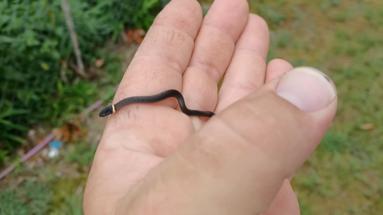 Ring Neck Snake