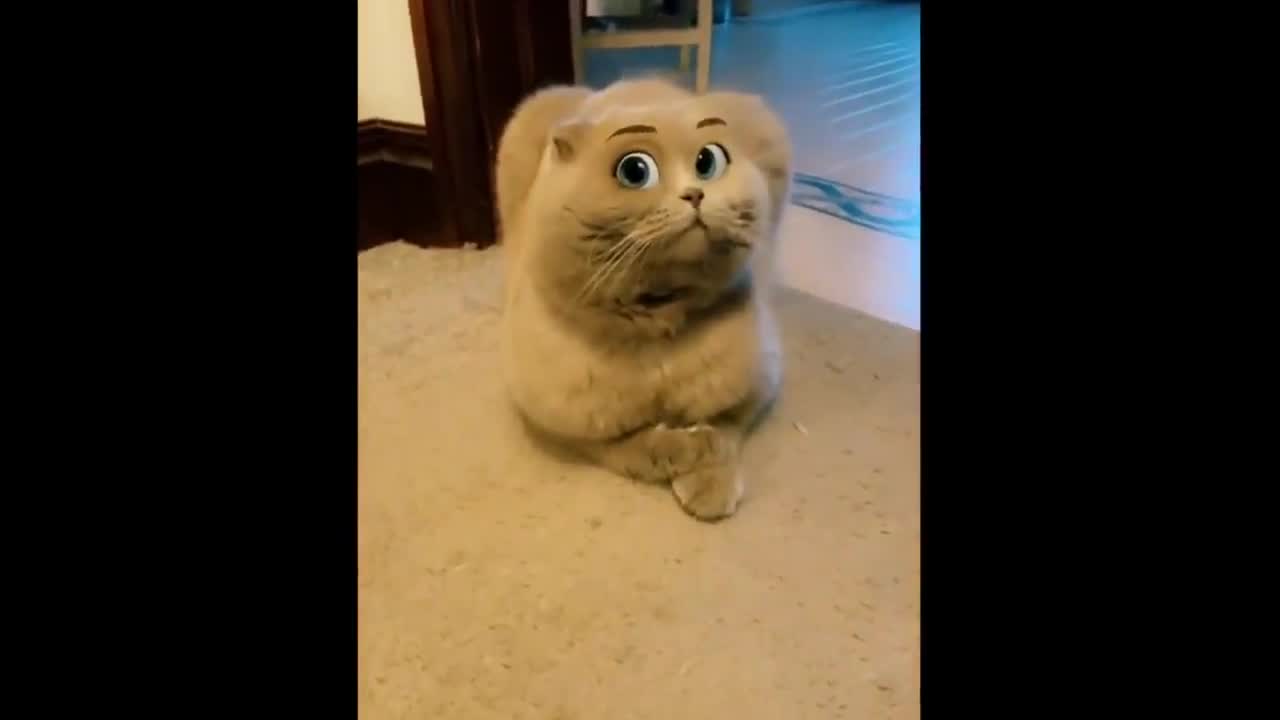 big eyes kitten