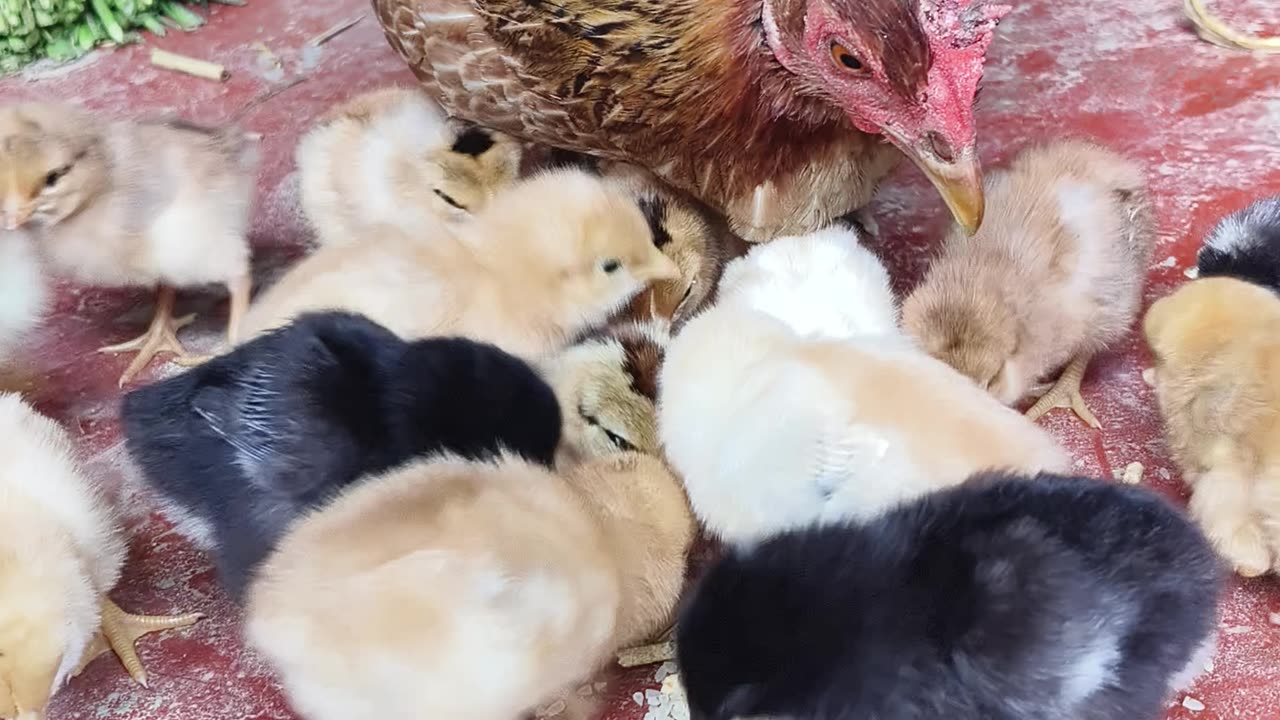 Cute Chicken baby