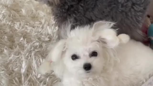 TikTok #Pets #Funny Funny DOGS Compilation! 😂 Try Not to Laugh! 😂