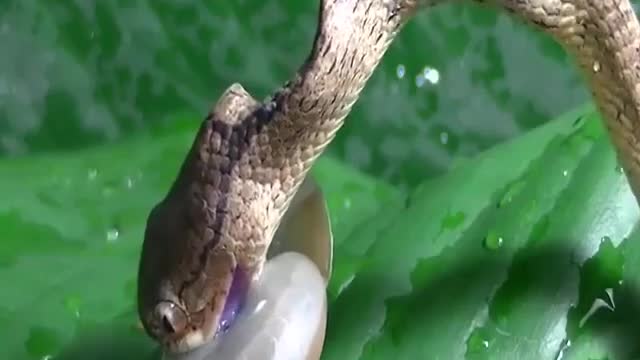 Snake 🐍 attake snail 🐌 and then surprest