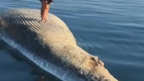 Stupid people dancing on a dead whale carcass 😡😡😡