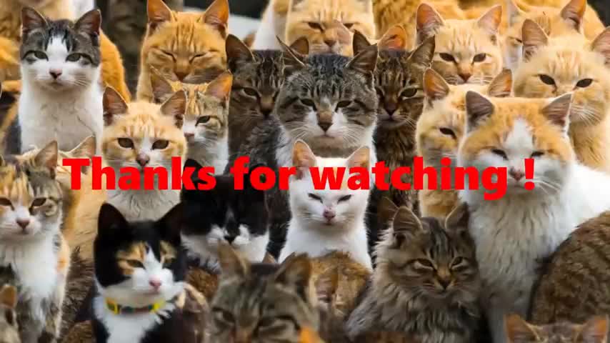 Cats being .// CATS 😹~ Tiktok Compilation