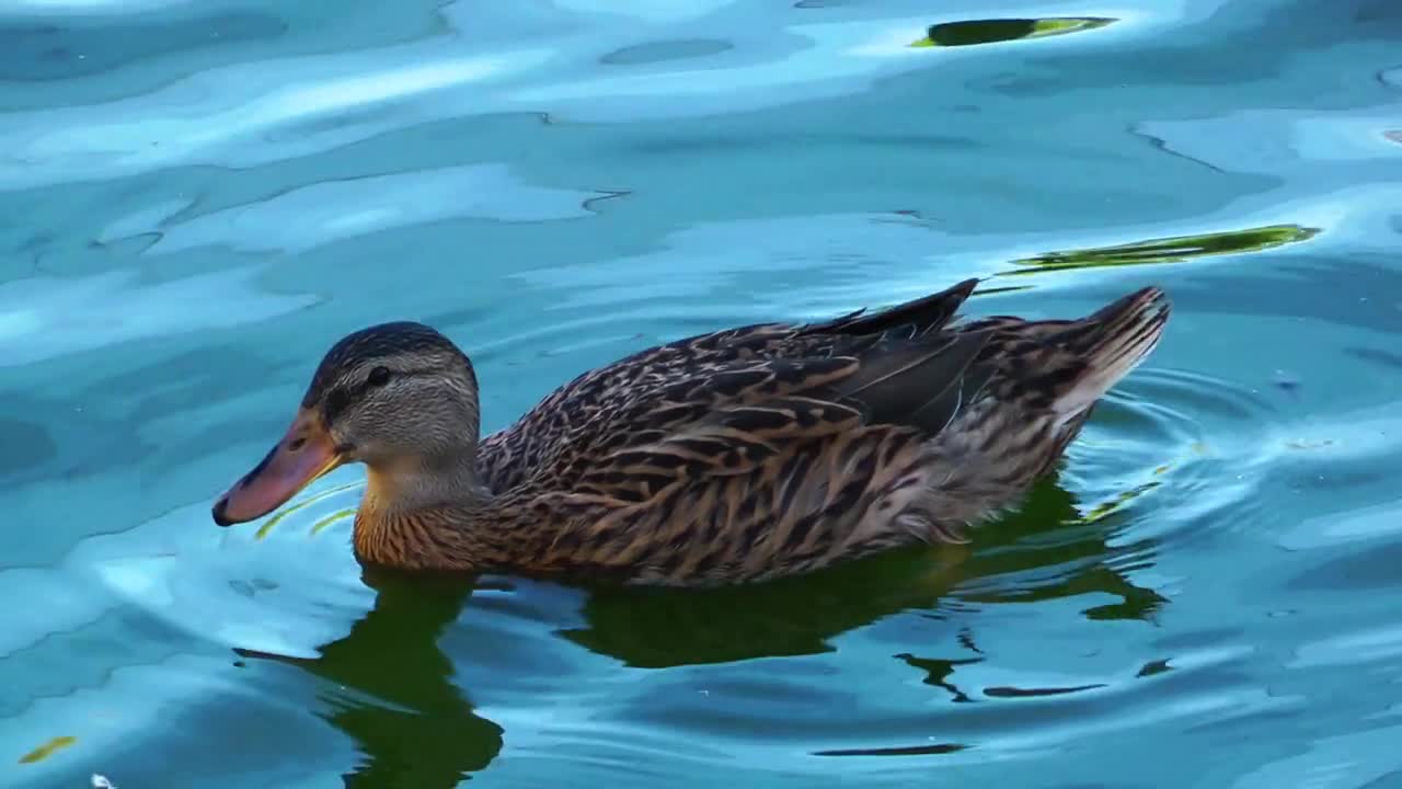 Animal Bird Duck in Lake