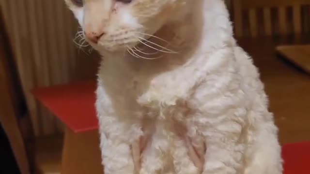 "Look at this cat 🤣 😽"