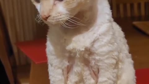 "Look at this cat 🤣 😽"