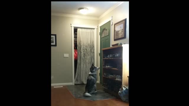 Husky Super Excited For Mom To Get Home!