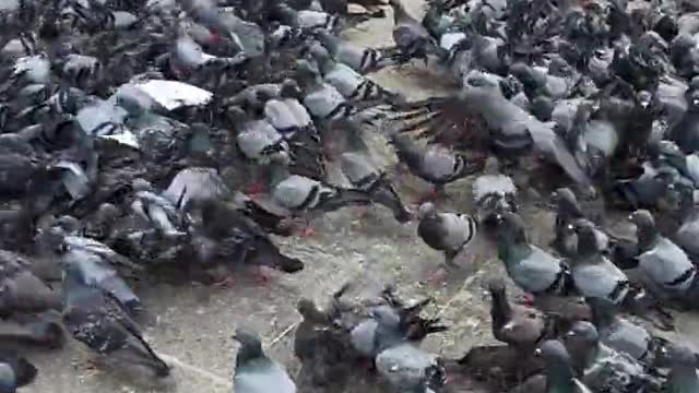 group of pigeons