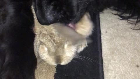 Newfoundland Dog and Bunny are Friends