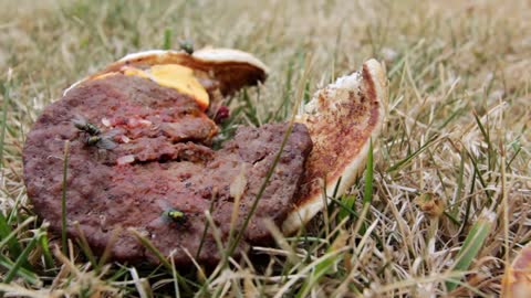 group of flies on burger in grass nynzo