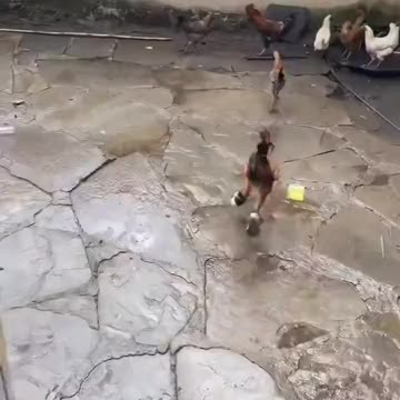 Hilarious! Rooster wearing Shoes?!!