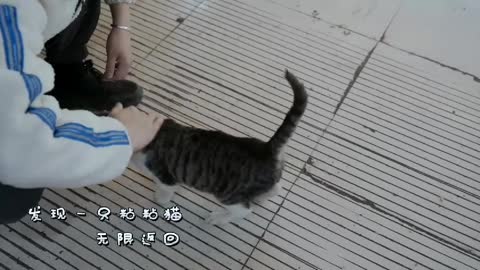 These Cat At The Fish Markets Are So Cute Pt7