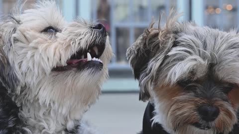 close-up-video-of-dogs-