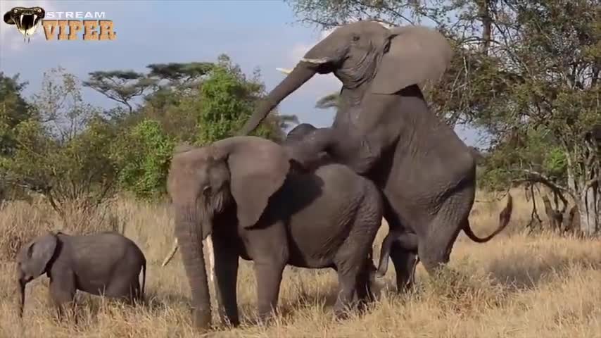 Elephant Mating Zebra Mating Horse Mating Animals Breeding Compilation