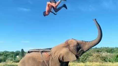 Bahubali elephant