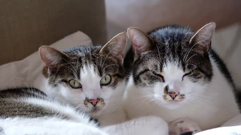 Lovely Kittys Reactions