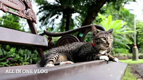 Cat Meowing, All in One Vlog