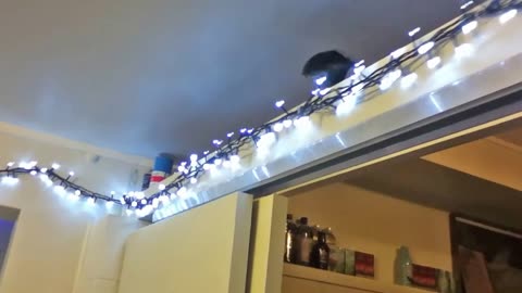 Bertie Helps put up Christmas Lights