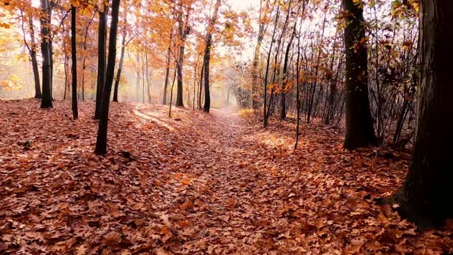 Relaxing music For Meditation and Healing - Beautiful Piano and Flute