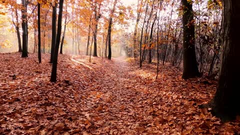 Relaxing music For Meditation and Healing - Beautiful Piano and Flute