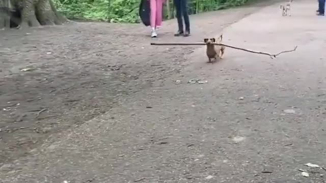 Can i hear someone say mens are dogs??
