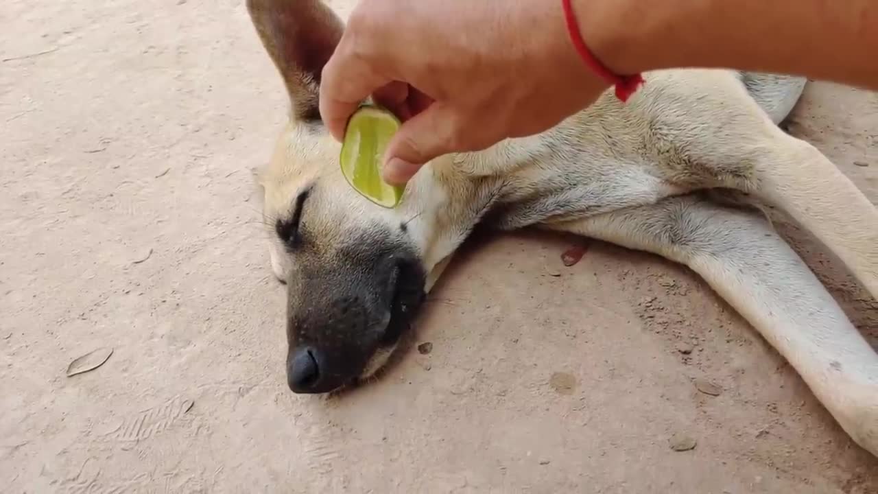 Best Dog Prank