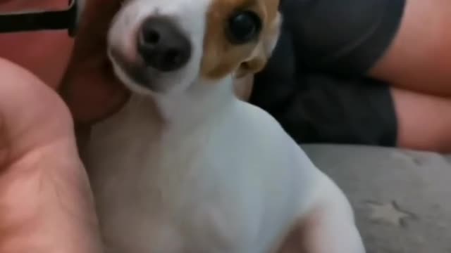 Funny animal videos 01
