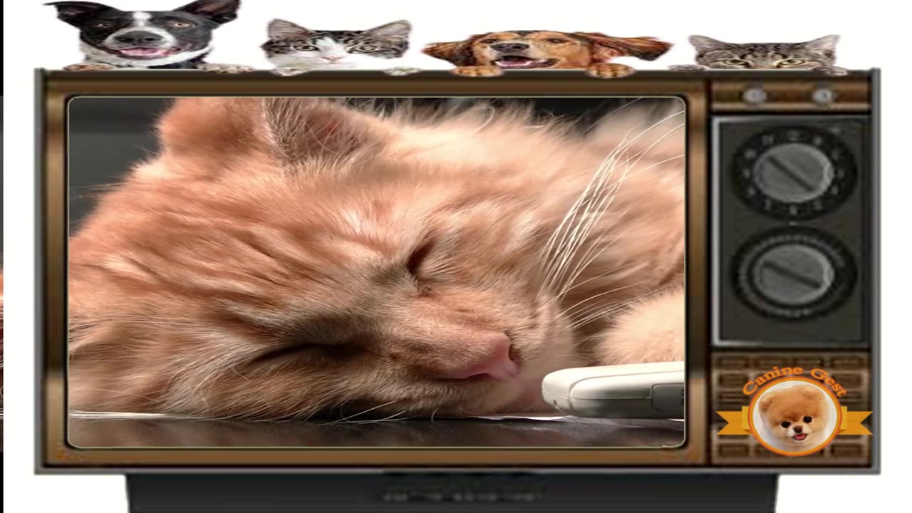 Funny cat video