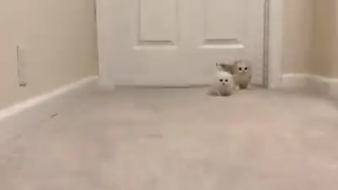 It is so cuteee🥰🥰👌