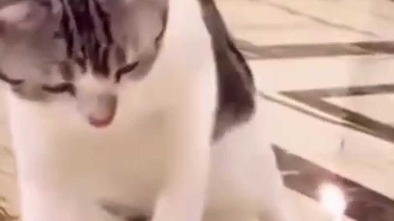 funny compilation videos _ funny animal compilation
