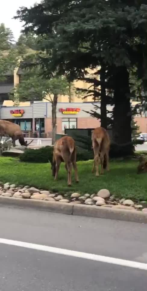 Young Elk in Estes Park Colorado